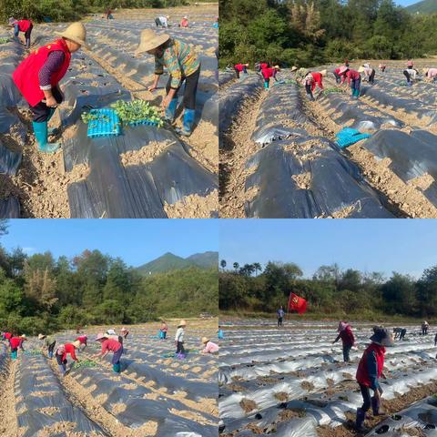 【盘古山镇茶梓村新时代文明实践站】兴农露天蔬菜种植科普示范基地