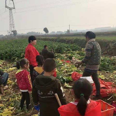 下曹麻幼儿园自然养育课程之芥菜