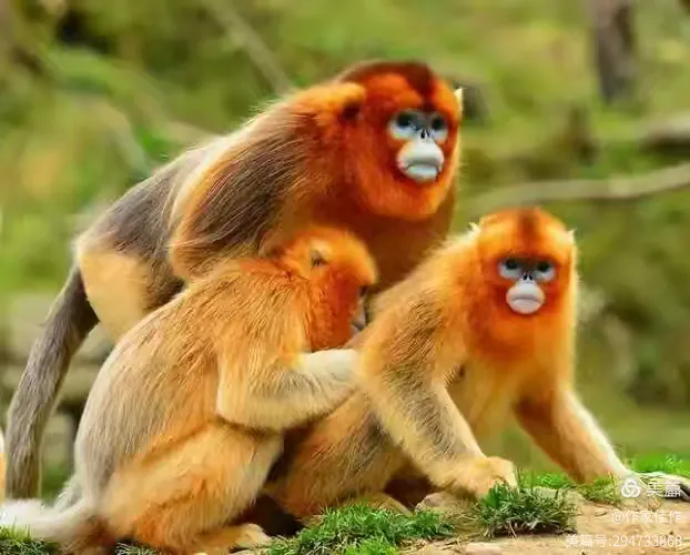 图片[3]-任启亮散文《走进神农架》78级同窗散文三人行113-华闻时空