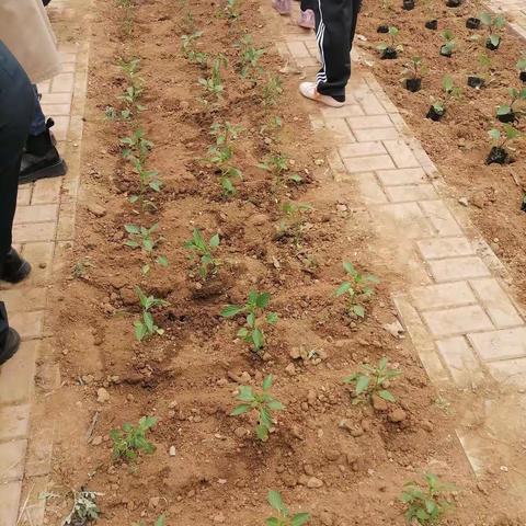 希望实验田-----我的小菜园