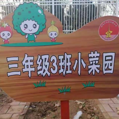 希望实验田——我的小菜园