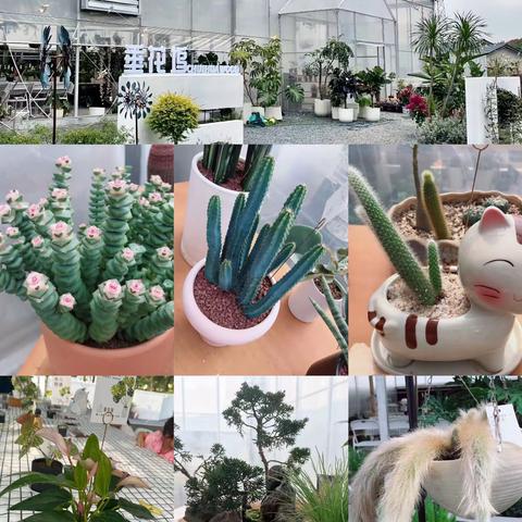 喜迎国庆——爱生活之多肉盆栽，国庆节🇨🇳🇨🇳手作