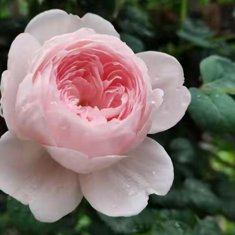 金华中医协会考察我院