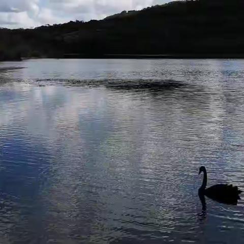 这个周末赶上澳洲的复活节假日。原来的邻居相约来到了湖边烧烤。这里山青水秀真是个休闲的好地方。