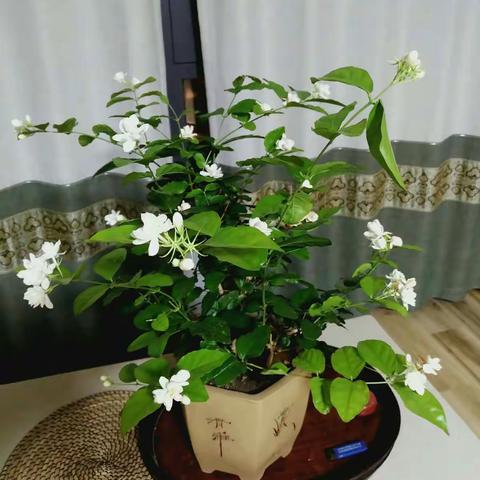 美丽的茉莉花
