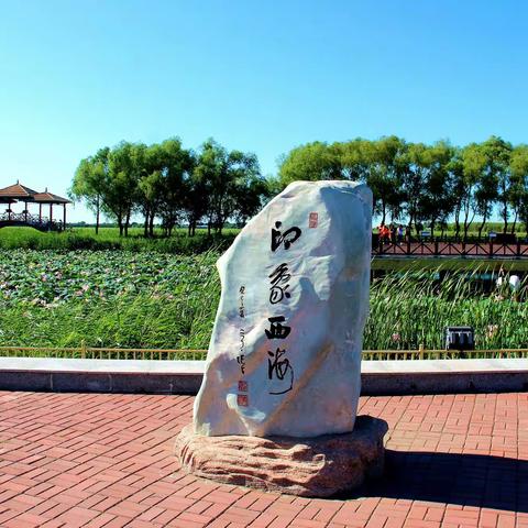 又是一年荷花开又是一年赏花季