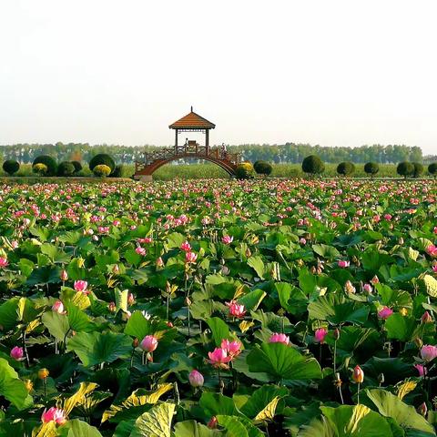 又是一年荷花开又是一年赏荷季