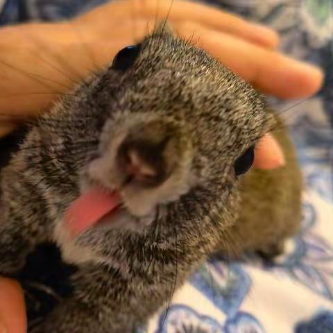 人类最忠诚的朋友-动物