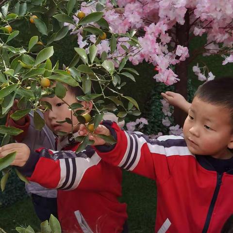 蓓蕾幼儿园小二班——橘橘乐🍊