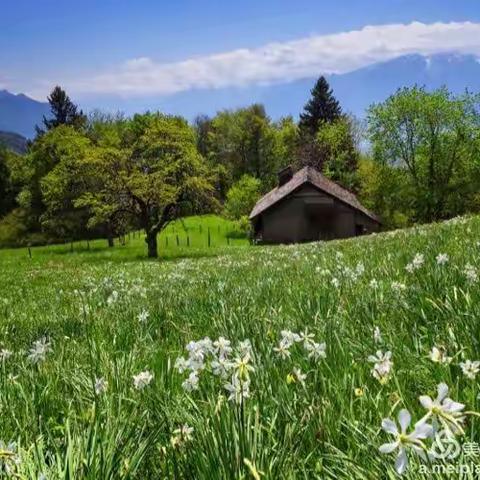 水仙花的美丽传说