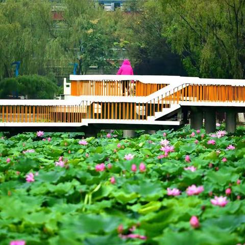 2021年7月7日摄于东丽公园。请诸位欣赏我的荷花作品。