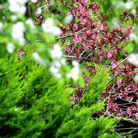 小区门口花园桃花与海棠