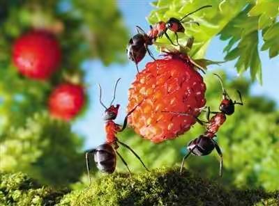 像蚂蚁一样工作 像蝴蝶一样生活