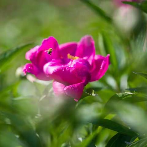 花中仙子――芍药