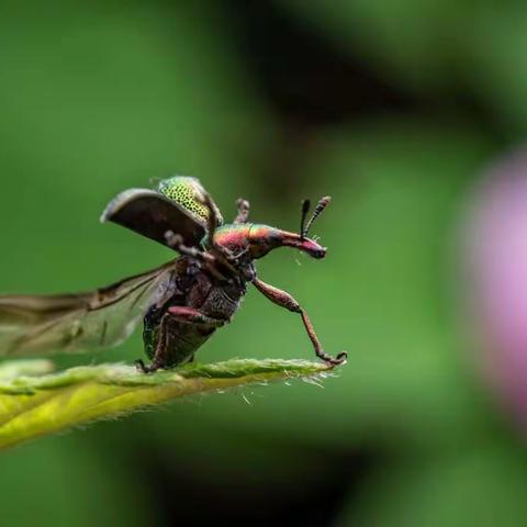 草丛中的精灵――象甲