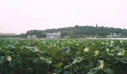 探寻语文教学的本真，做好整本书的阅读——南京培训纪实（三）