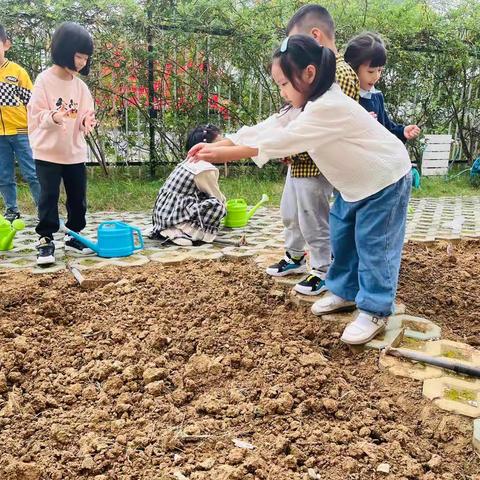 静美深秋 · 种植之趣—义台街幼儿园大一班种植园地