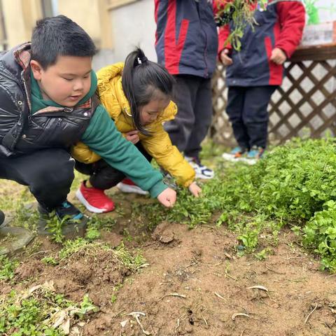 “小小种植园，快乐满心间”——义台街幼儿园大一班种植园地