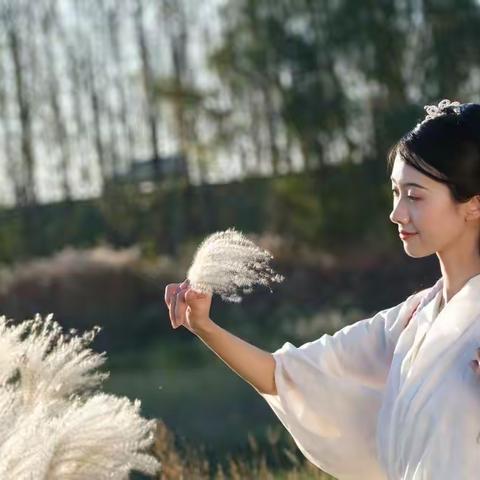 芦苇花，美人花