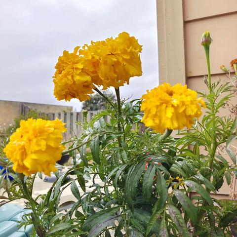 我的种花记