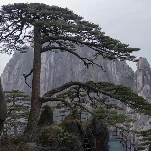 烟花三月 踏花北归(五)黄山