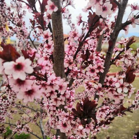 又是一年花开时......