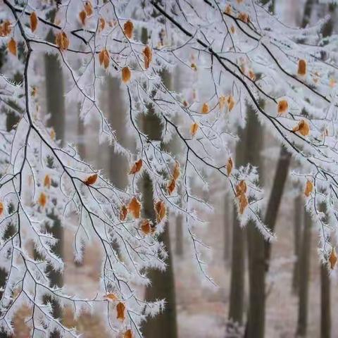 【传统节气】冬意渐浓，大雪已至——商水县练集镇春蕾幼儿园“大雪”节气主题活动