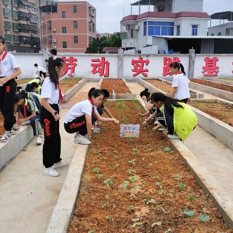 金峰学校的劳动实验基地，让我们的孩子收获未来的希望！五月他们散发青春挥散汗水。