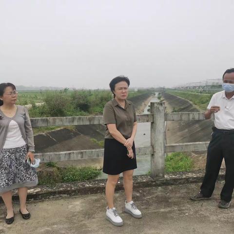 秀英区人大常委会副主任崔海萍深入东山镇马坡村开展河长制巡查工作