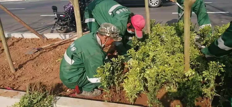 红叶李种植
