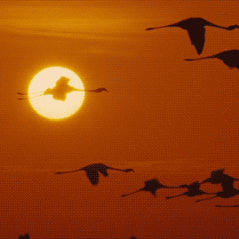 教研，一场诗意的修行————汾阳市小学英语名师牵手新岗教师主题研讨活动