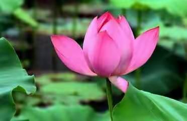 见贤思齐    和合生成 ---- 和合教学法在富源中心学校枝丫初露历程简述