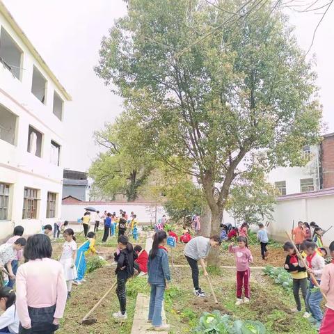 劳育同智育融合    实践与认知共鸣    ——段屋中心小学师生劳动实践成长记