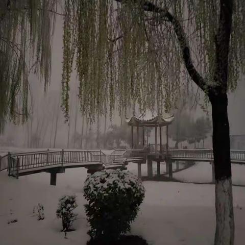 雪燕纷飞，雪后的清理工作，白庄物业义不容辞！