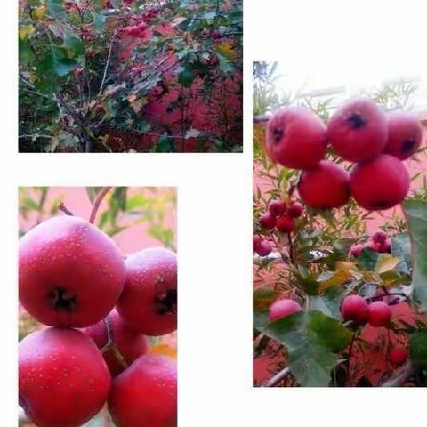 山楂树下觅秋天