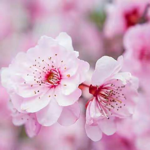 宜花尽好