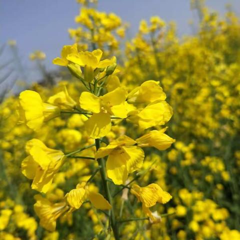 爱启乐【海豚班】