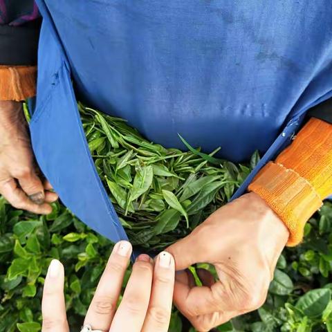 真正的茶农