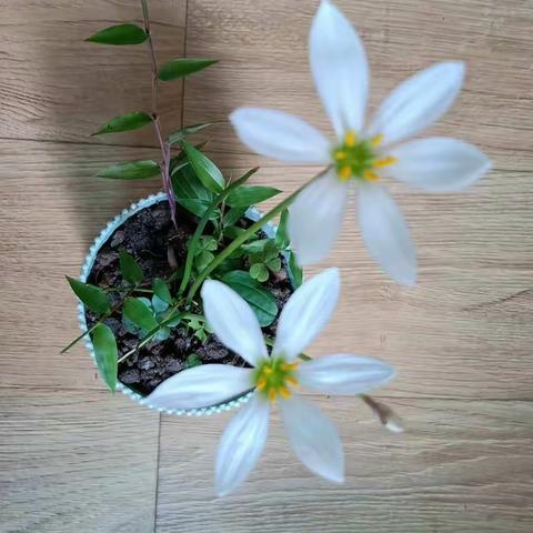 野花