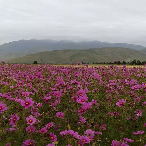 大美新疆  诗和远方(5)