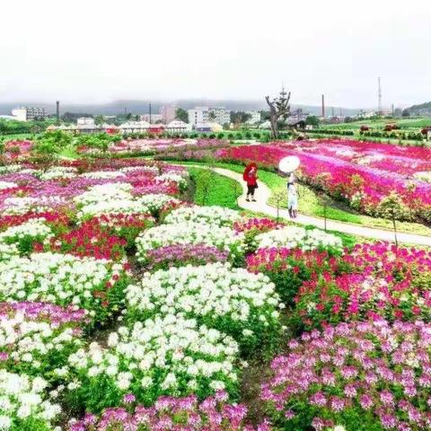 雨后花海