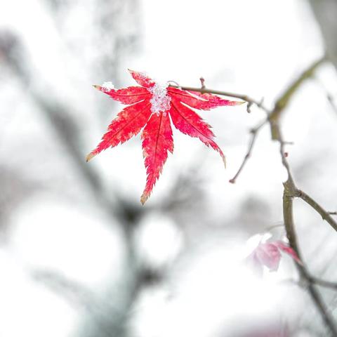 雪中的红枫叶