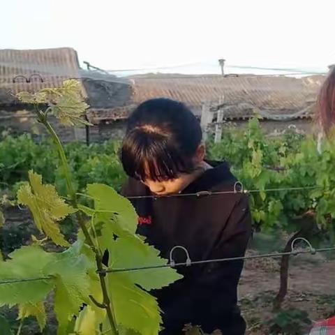 【函谷关镇孟村小学】美丽乡村 我们一起加油