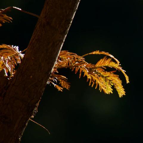 国家植物园的水杉