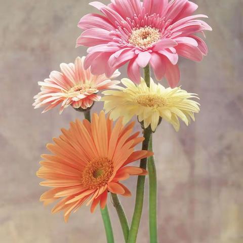 与二十四年前毕业的学生欢聚