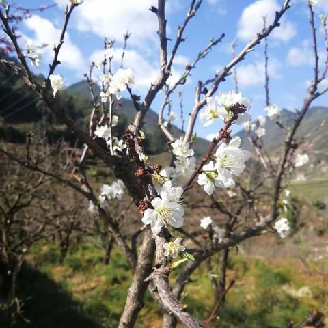 李花飘似雪，桃花笑春风