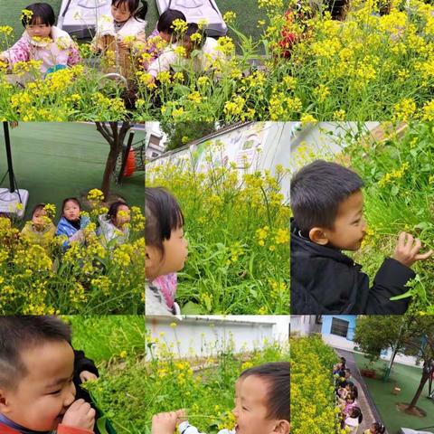 春日缤纷景，浓浓艾叶情！——莲洲乡公办幼儿园