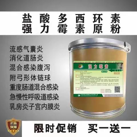 夏季养猪必备的常用药有哪些？