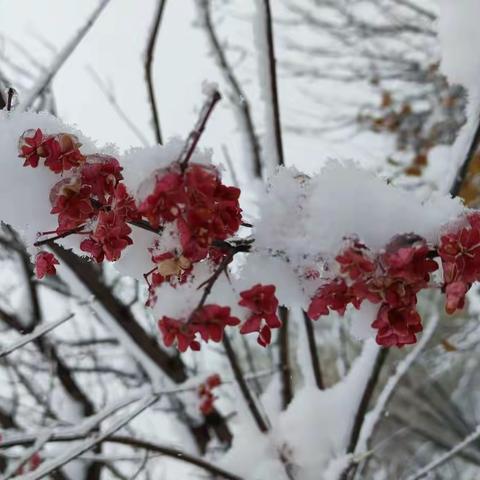 冬雪