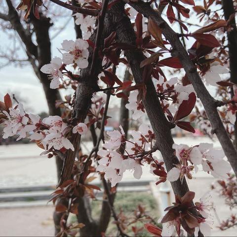 春天——你好，刘府镇中心小学附属幼儿园《春天》主题活动！